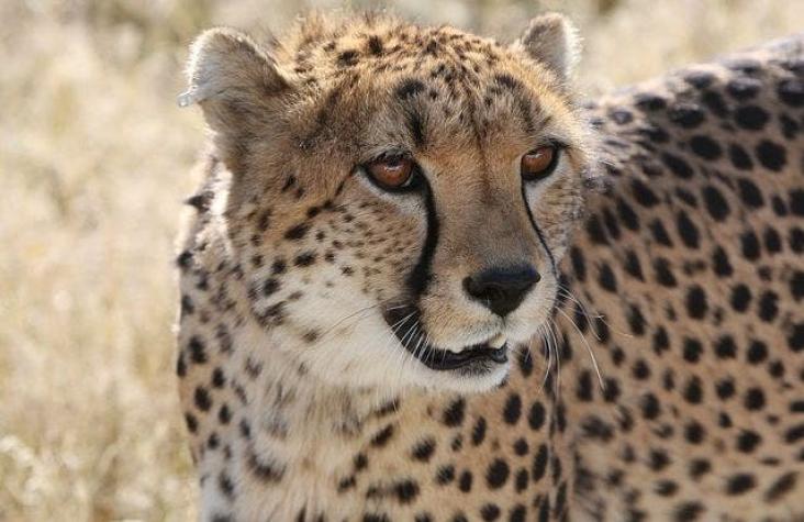 [VIDEO] Se aterran cuando un guepardo salta sobre su auto pero terminan sacándose selfies