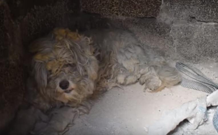 [VIDEO] El emotivo rescate de un perrito entre las cenizas de los incendios forestales de Grecia