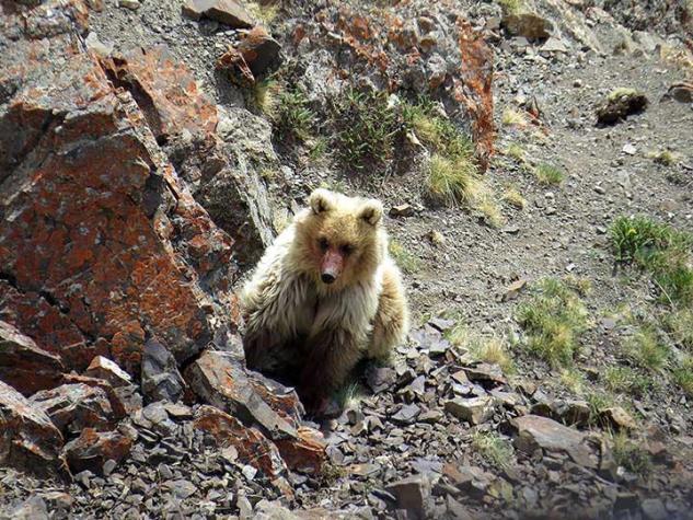 [FOTOS] Turistas capturan imagen de oso que se creía extinto hace décadas