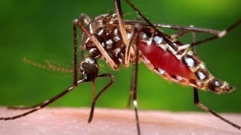 Australia: ¿cómo lograron aislar a una ciudad del dengue durante 4 años?