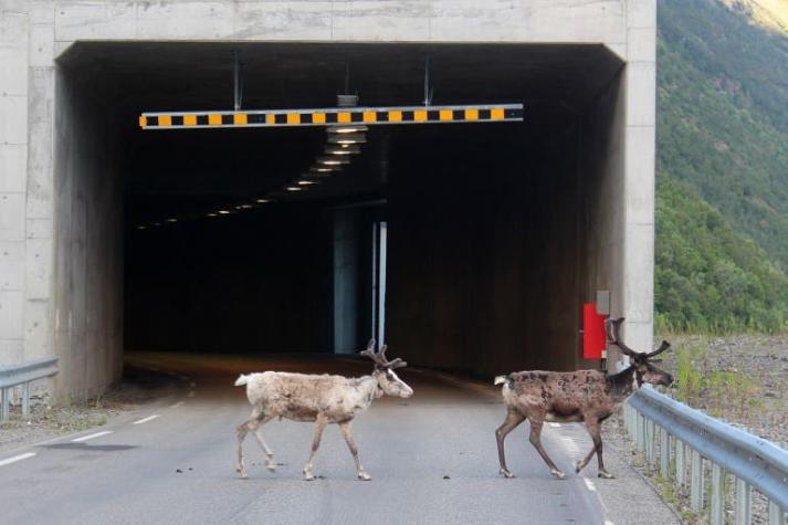 Noruega: Alta temperatura lleva a los renos a refugiarse en los túneles