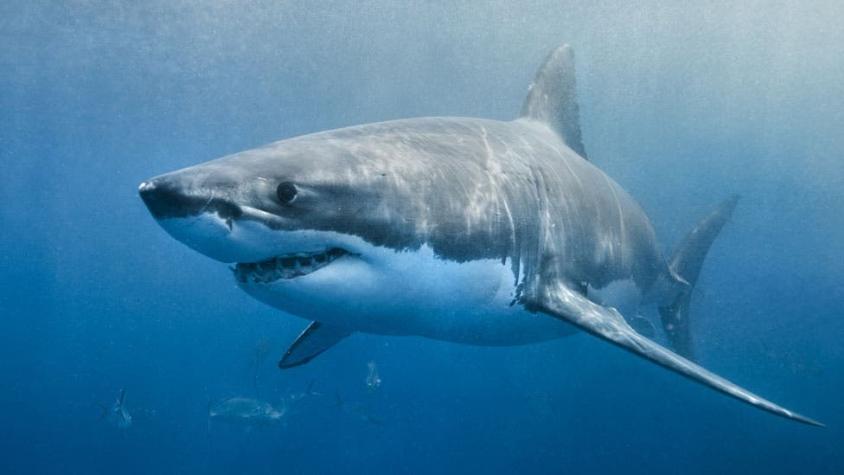 El enigma de los tiburones que aparecieron sin sus hígados, extraídos con "precisión quirúrgica"