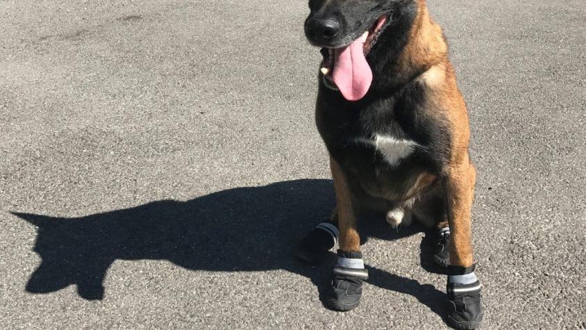 "Hot Dog": por qué la policía en Suiza está haciendo campaña para que le pongan zapatos a los perros