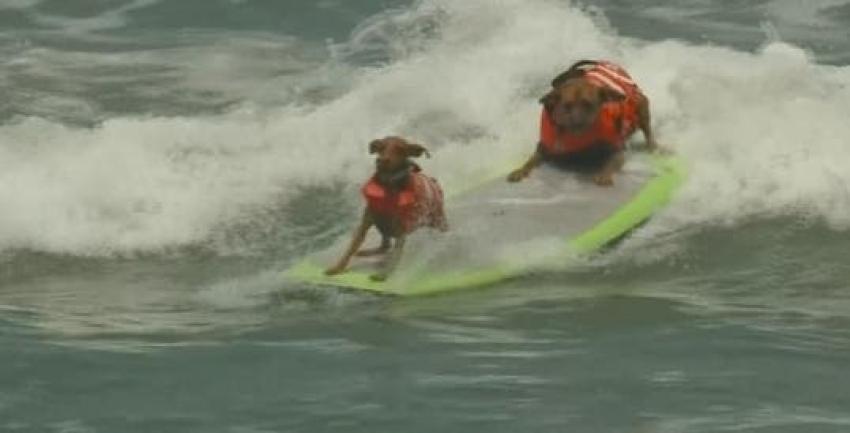 Perros surfistas se lucieron en llamativa competencia en California