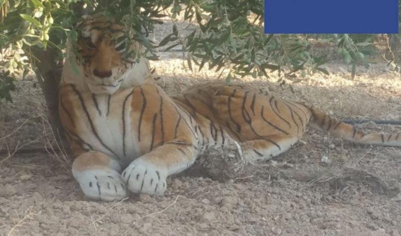 [FOTOS] Vecino alertó a la policía sobre la presencia de un tigre...de peluche