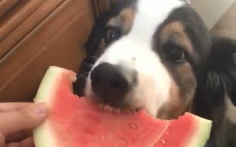 [VIDEO] El furor de perros comiendo sandía en redes sociales pero ¿es sano que puedan hacerlo?
