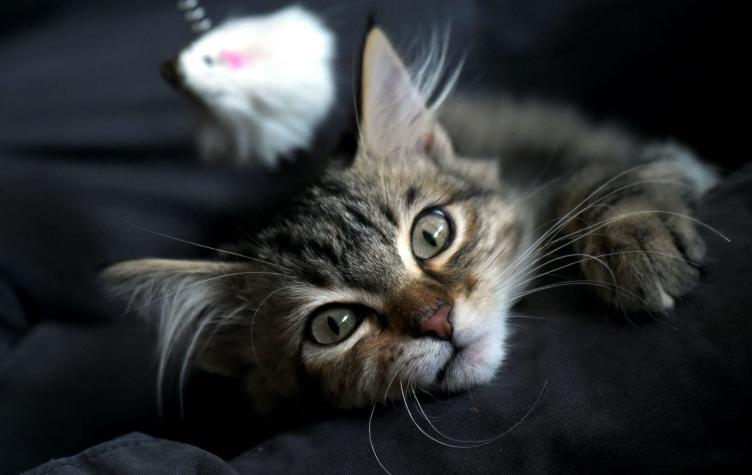 Este miércoles se celebra el Día Internacional del Gato, pero no es el único