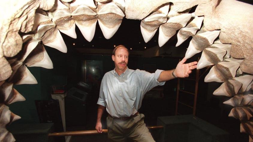Cómo era el megalodón, el gigantesco tiburón prehistórico traído al cine en la película "The Meg"