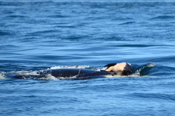 Crece preocupación por orca que desde hace dos semanas viaja con su cría muerta