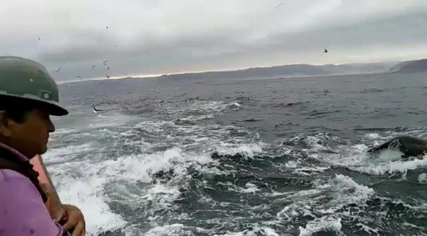 [VIDEO] El espectacular registro de lobos marinos escapando de una orca en Caldera