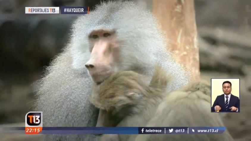 [VIDEO] #HayQueIr: Buin Zoo, un panorama imperdible para el fin de semana
