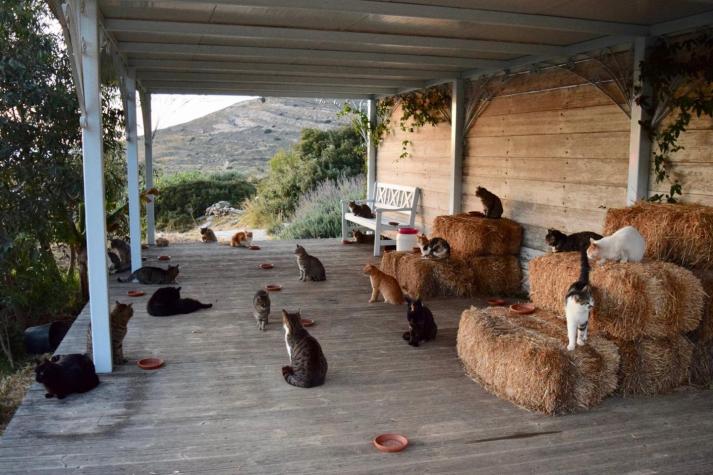 El trabajo perfecto para muchos: pagan por cuidar gatos en una isla paradisiaca de Grecia