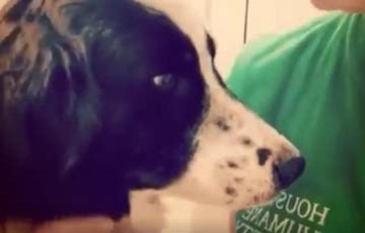 [VIDEO] Perro conmueve a las redes sociales por su triste reacción al notar que fue abandonado