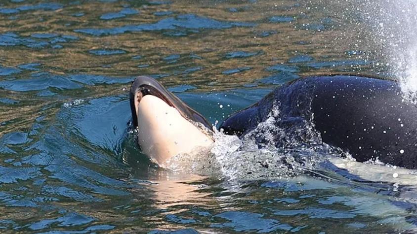 Orca arrastró durante 17 días y más de 1.600 kilómetros a su cría muerta y finalmente la soltó