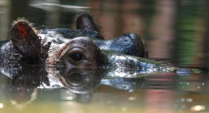 Turista asiático muere tras ser atacado por hipopótamo en Kenia