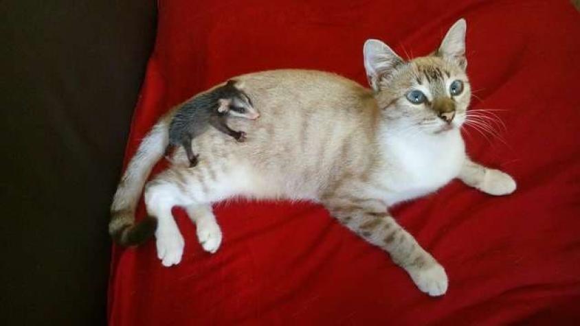 [FOTOS] A la grande le puse cuca: Gatita adopta a zarigüeya sorprendiendo a sus dueños