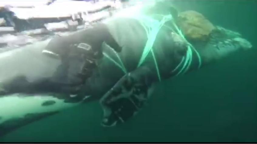 [VIDEO] Armada rescató a cetáceo atrapado en redes de pesca artesanal