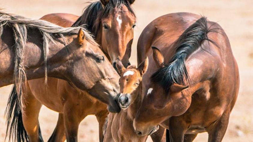 Por qué los míticos caballos salvajes del Lejano Oeste están en el centro de una encendida polémica