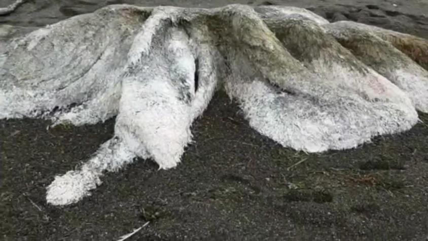 [VIDEO] La extraña y peluda criatura que fue encontrada en una playa de Rusia