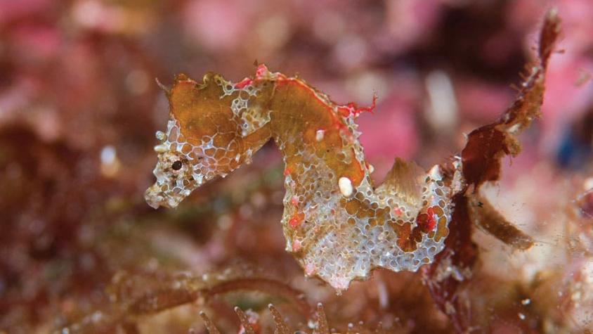 Japapigu, el increíble y diminuto caballito de mar descubierto en Japón que cabe en tu uña