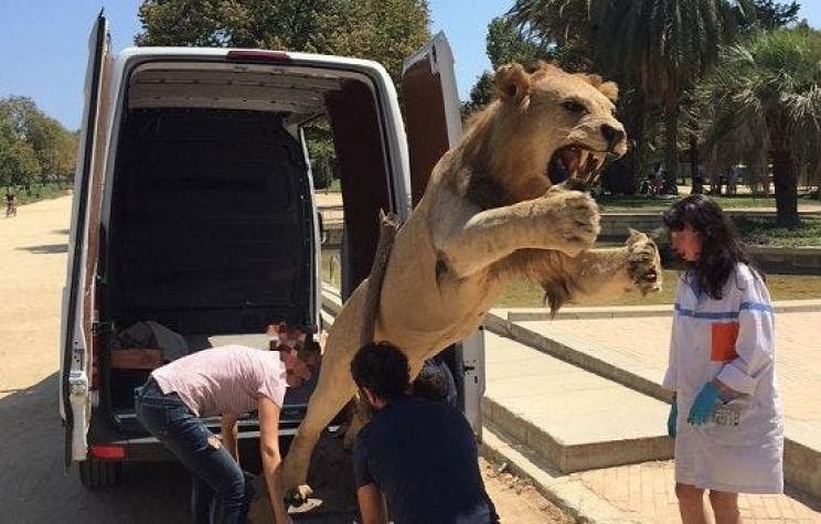 [VIDEO] Mujer intentó vender un león disecado por 6 mil euros en España