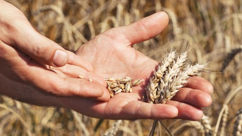 Por qué el que se haya descifrado el genoma del trigo puede revolucionar la alimentación