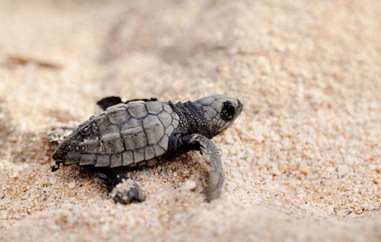 Encuentran 122 tortugas muertas en playa del sur de México