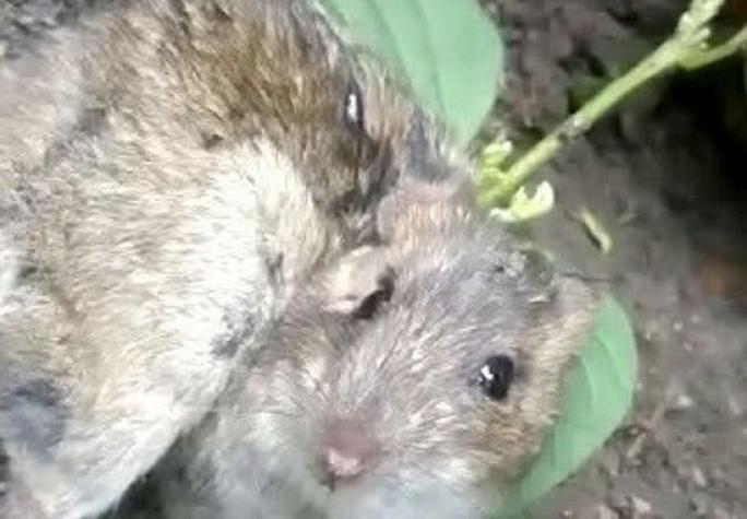 [VIDEO] Encuentran una rata a la que le crecía una planta en la espalda
