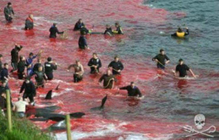 La matanza tradicional de ballenas en Dinamarca vuelve a teñir las aguas de sangre