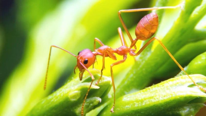 Cómo las hormigas demuestran que ser "ocioso" es mejor para algunos trabajos
