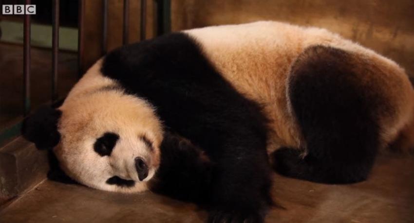 [VIDEO] La razón por la que una panda no sabe que tiene gemelos (y por qué es una buena idea)