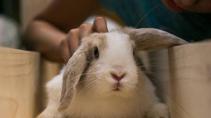 [VIDEO] #MascotasT13: Mitos y cuidados de los conejos