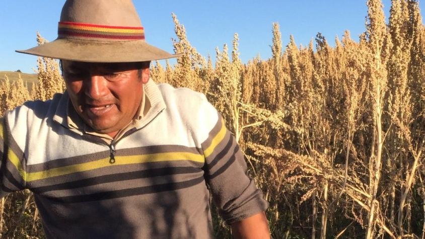 El "superalimento" que está cambiando la vida de los agricultores en Perú