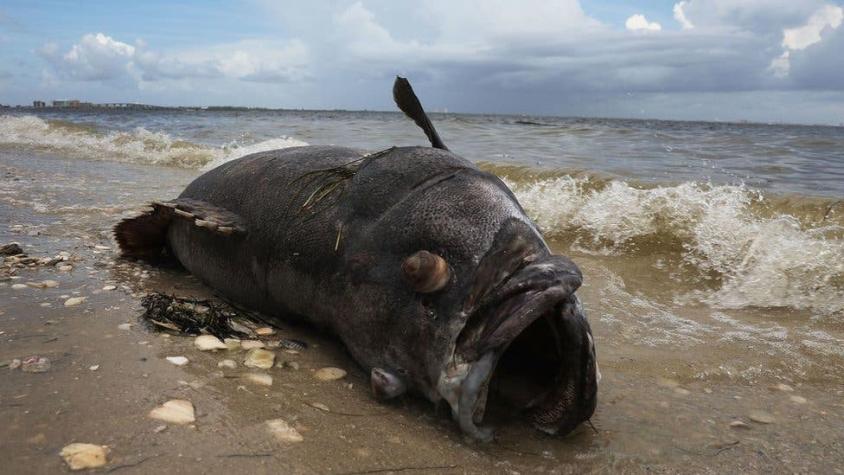 [FOTOS] La histórica marea roja tóxica que invade las paradisíacas playas de Florida