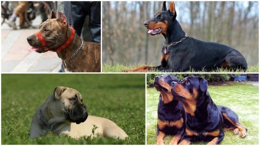 [FOTOS] Tenencia responsable: Estas son las razas de perros consideradas "potencialmente peligrosas"