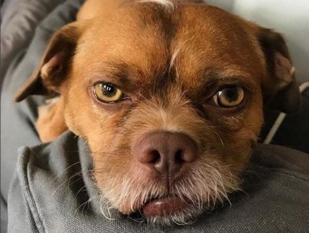 Bacon, el perro con cara de humano que la rompe en Instagram
