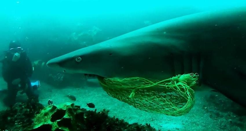 [VIDEO] Un buzo arriesga su vida para desenredar una red de un tiburón