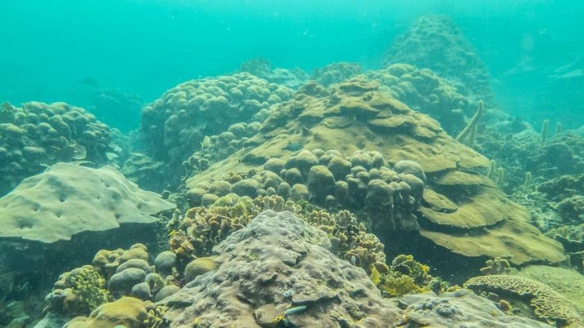 El arrecife de coral de Colombia que le da esperanzas al mundo sobre el cambio climático