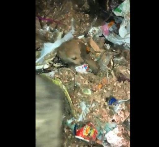 [VIDEO] Recolectores salvan a perrita que estaba a punto de ser triturada por camión de basura