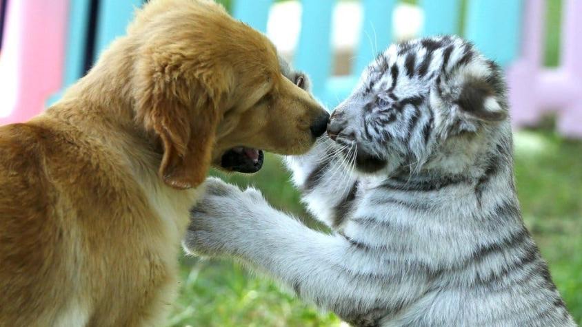 La tierna amistad de tres cachorros huérfanos de tigre, león y perro