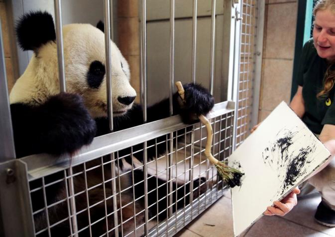 La osa panda que crea pinturas para recaudar fondos