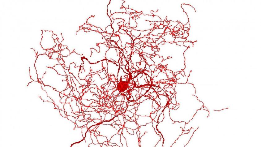 Qué son los escaramujos, las nuevas neuronas que tienen fascinados a los científicos