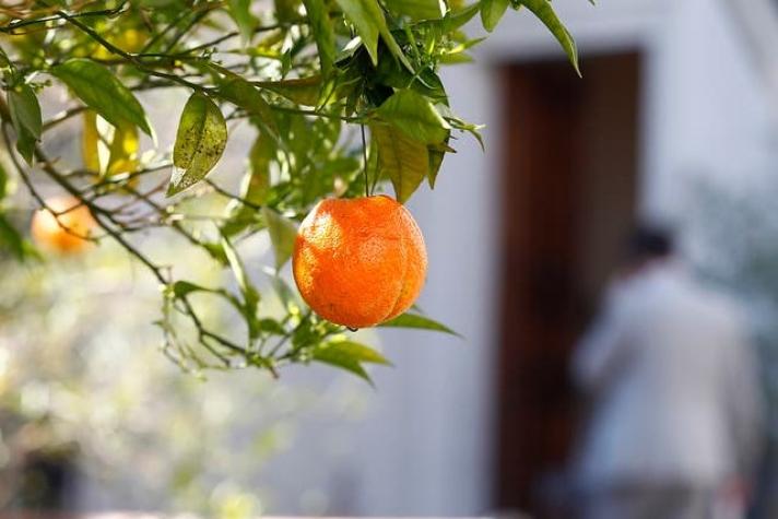 [FOTOS] ¿Qué pasó con las frutas que colgaron en el Patio de Los Naranjos de La Moneda?
