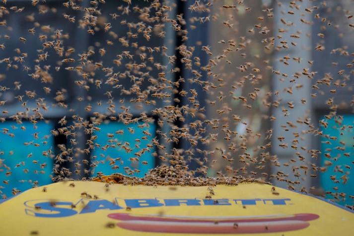 [VIDEO] Miles de abejas invadieron Times Square en Nueva York