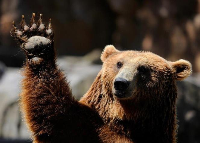 [FOTOS] Juez bloquea temporada de cacería de osos grizzly en Estados Unidos