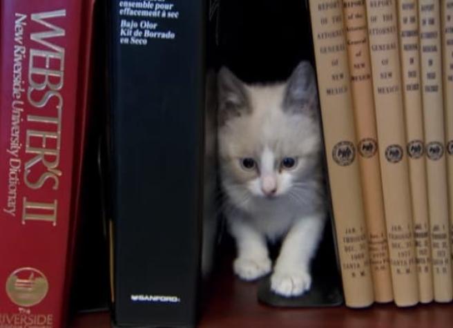 Ayuntamiento en Estados Unidos habilita "biblioteca de gatos" para sus empleados