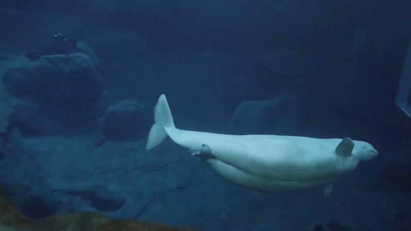 [VIDEO] La beluga que se perdió en medio del río Támesis cerca de Londres