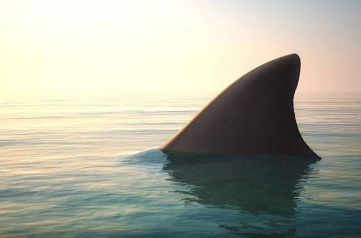 [VIDEO] Tiburón aparece a un par de metros de la costa y desata el pánico en Estados Unidos