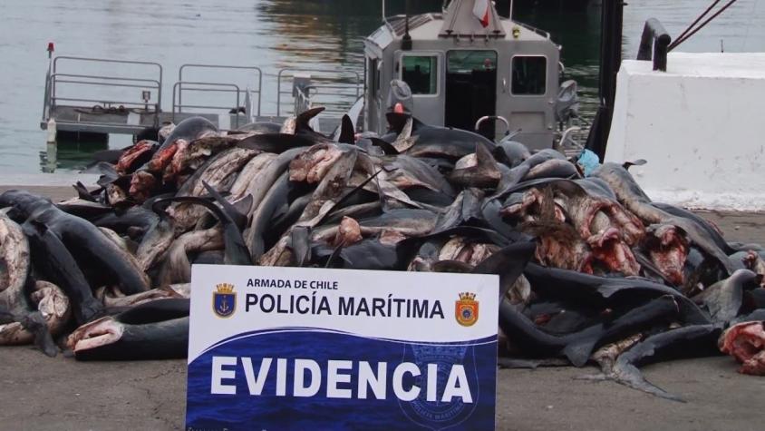 [VIDEO] La pesca ilegal en aguas chilenas