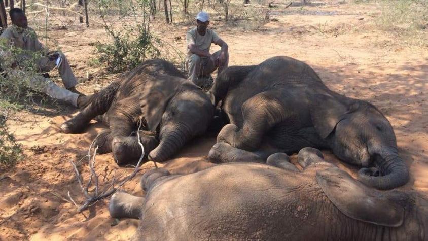 La matanza que dejó decenas de elefantes muertos en Botsuana, último santuario en África para ellos